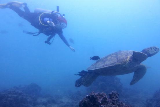 Gaby diving with Sea Turtle